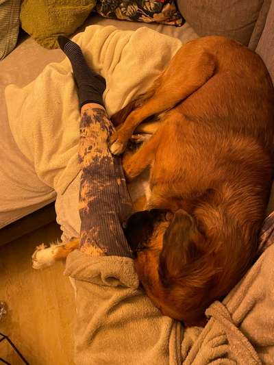 Vertrauen zwischen Hund und Halter-Beitrag-Bild