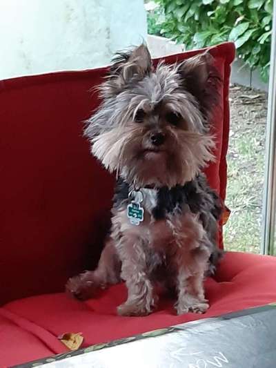 Die Dogorama Kalender Challenge Titelbild-Beitrag-Bild