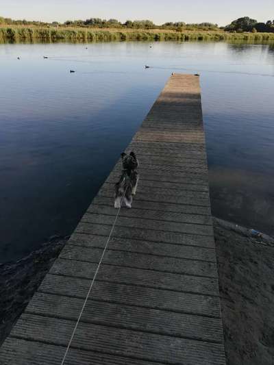 Dogorama-Monats-Challenge-Mai "Wasser"-Beitrag-Bild