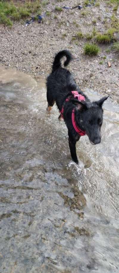 TierschutzhundeStammtisch🐕-Beitrag-Bild
