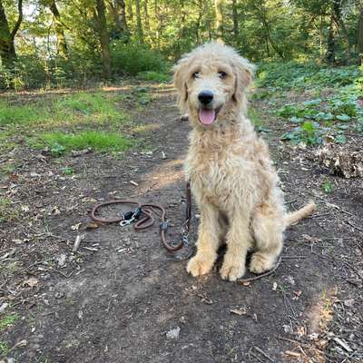 Hundetreffen-Spielkameraden gesucht-Bild