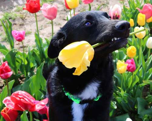 Die Dogorama Monats Challenge "Es grünt und blüht"-Beitrag-Bild