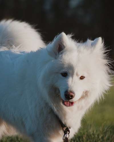 Hunde Porträt (Portrait) Galerie....-Beitrag-Bild