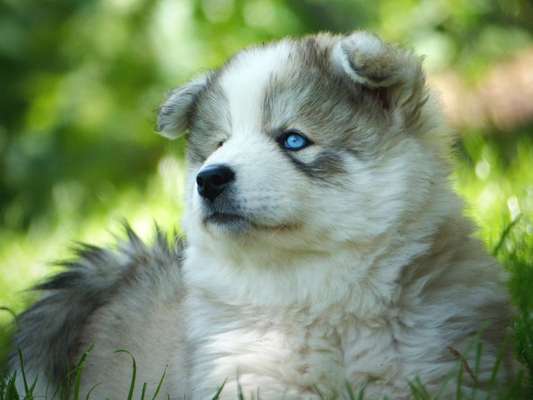 Welpen Bilder !-Beitrag-Bild