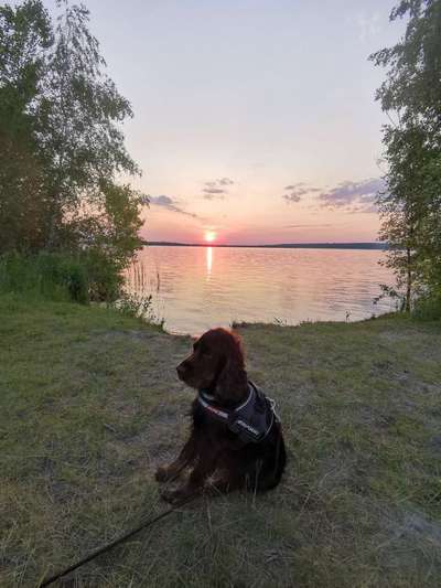 Hundetreffen-Spielen und gemeinsam Gassi gehen-Bild