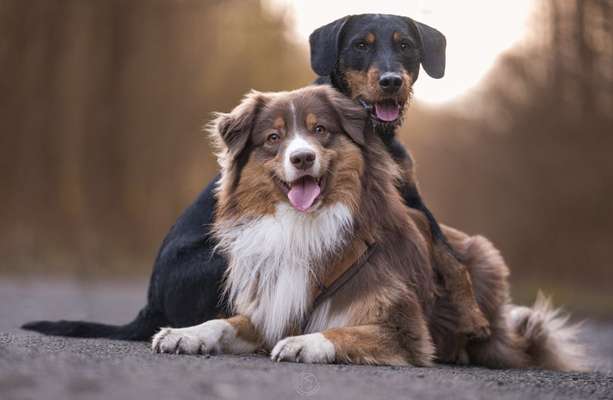 Hundetreffen-Spieltreffen/Spaziergang-Bild