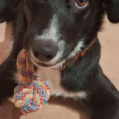 Hundetreffen-Spielpartner gesucht-Bild