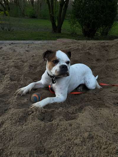 Hundetreffen-Gemeinsame Trainings-Spaziergänge-Bild