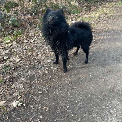 Hundetreffen-Playdates-Bild