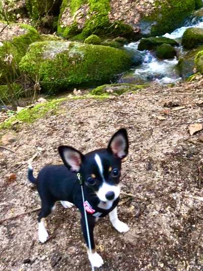 Wo sind die Chihuahua Besitzer ?-Beitrag-Bild