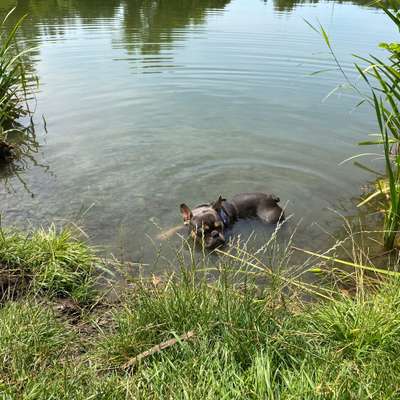 Hundetreffen-Gemeinsame Spaziergänge mit Spielrunden-Bild