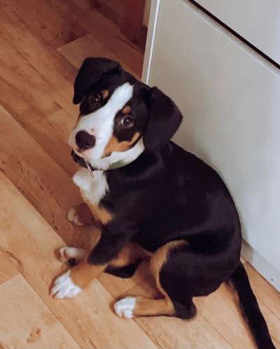 Seltene Rassen!-Beitrag-Bild