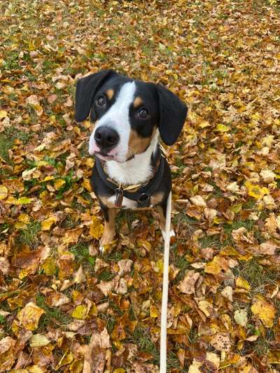 Berner Sennen-Beitrag-Bild