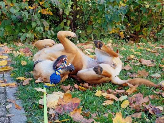 Fotosammlung: ,,Der natürliche Hund" Unbearbeitet, ungestellt und in Natura-Beitrag-Bild