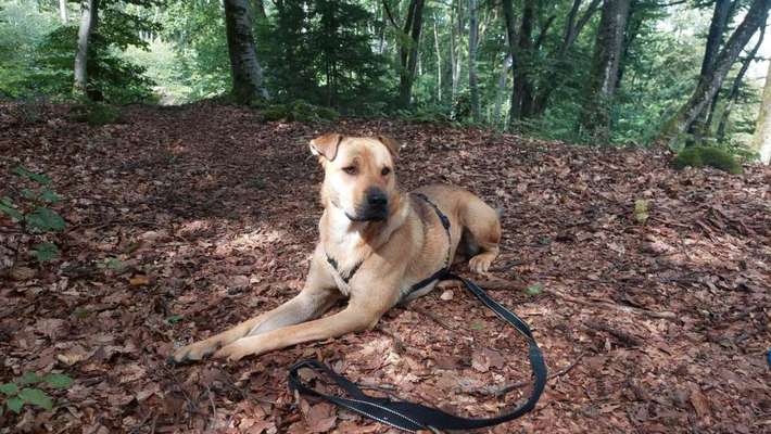 Wie heißt dein Hund?-Beitrag-Bild