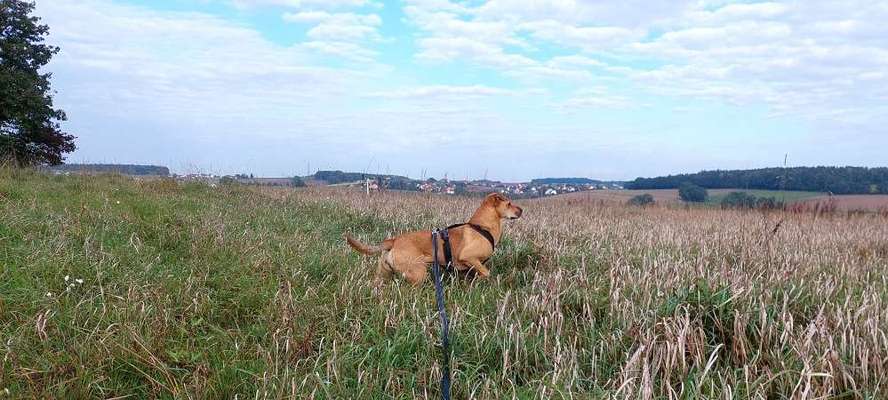 "Wege zur Freundschaft" (Ulli Reichmann)-Beitrag-Bild