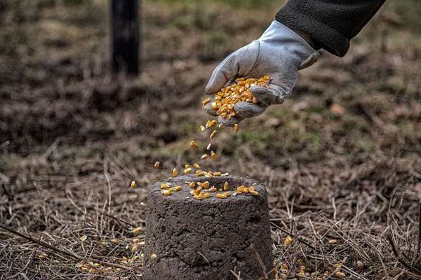 Harmloses Wildtierfutter oder Köder?-Beitrag-Bild
