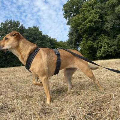 "Wege zur Freundschaft" (Ulli Reichmann)-Beitrag-Bild