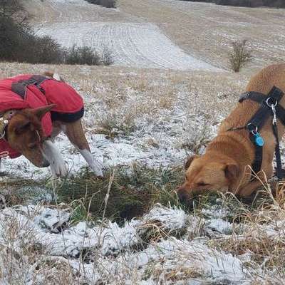 "Wege zur Freundschaft" (Ulli Reichmann)-Beitrag-Bild
