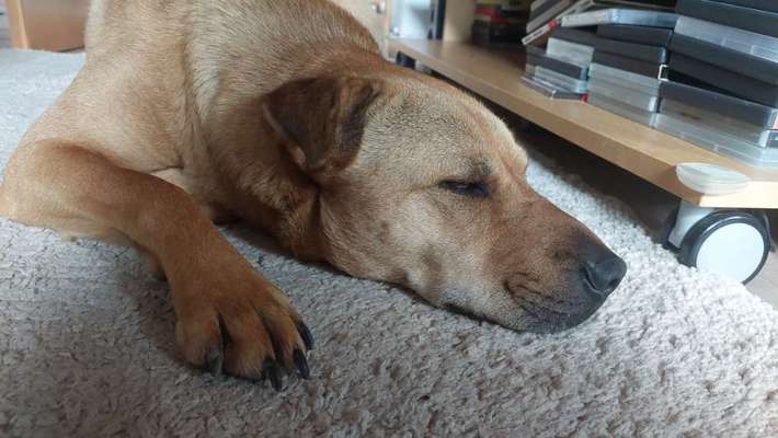 Freddys Kummerkasten-Beitrag-Bild