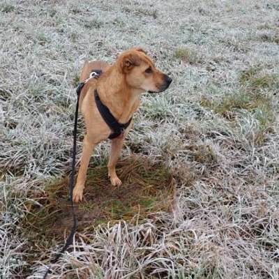 "Wege zur Freundschaft" (Ulli Reichmann)-Beitrag-Bild