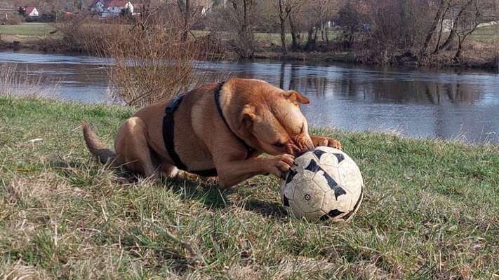 Freddys Kummerkasten-Beitrag-Bild