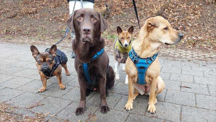 Freddys Kummerkasten-Beitrag-Bild