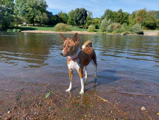 Der Hund als Kinderersatz-Beitrag-Bild