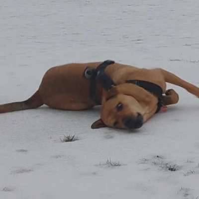 Nur die harten kommen in den Garten-Beitrag-Bild