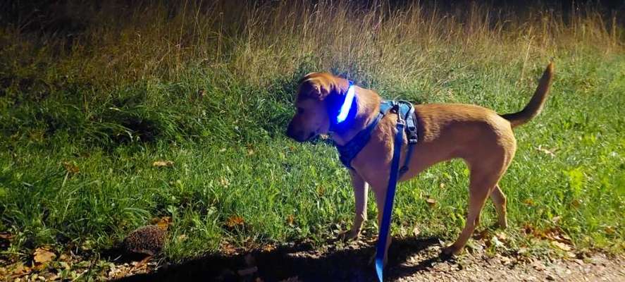 "Wege zur Freundschaft" (Ulli Reichmann)-Beitrag-Bild