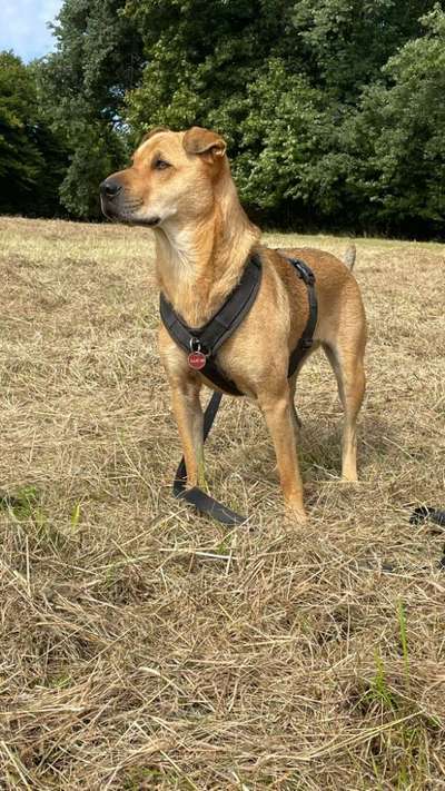 Shar Pei Mischlinge-Beitrag-Bild