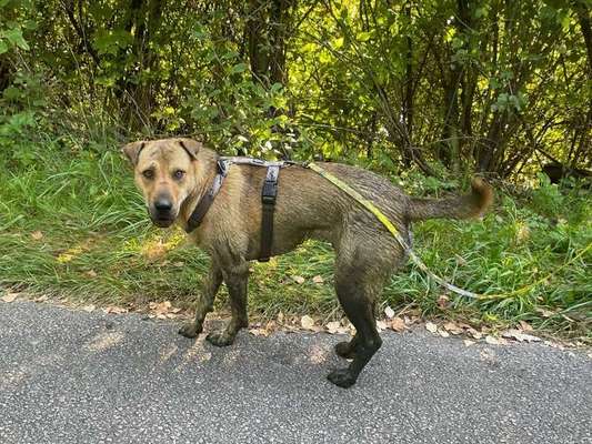 Herbstliche Aktivitäten mit Hund-Beitrag-Bild