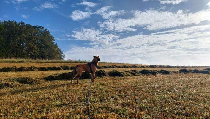 156. Fotochallenge *** DEIN HUND UND DIE WUNDERSCHÖNEN WOLKEN ***-Beitrag-Bild