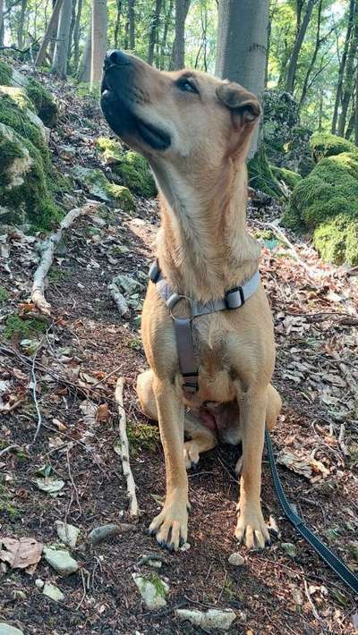 Foto -Challenge  Thema : Dein Hund Im Wald-Beitrag-Bild