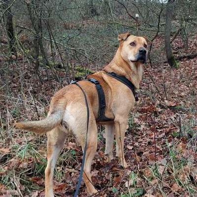 "Wege zur Freundschaft" (Ulli Reichmann)-Beitrag-Bild