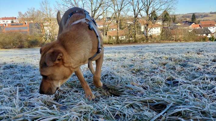 Freddys Kummerkasten-Beitrag-Bild