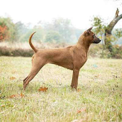 Qualzucht - Warum Aufklärung alleine nicht reicht-Beitrag-Bild