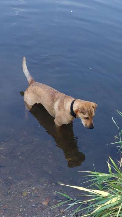 Allein bleiben trainieren mit Tschechoslowakischem Wolfshund - wann und wie?-Beitrag-Bild