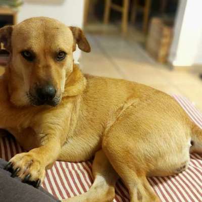 Pflegestellenversager-Beitrag-Bild