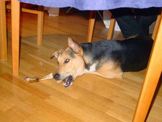 Lustige Hundenamen-Beitrag-Bild