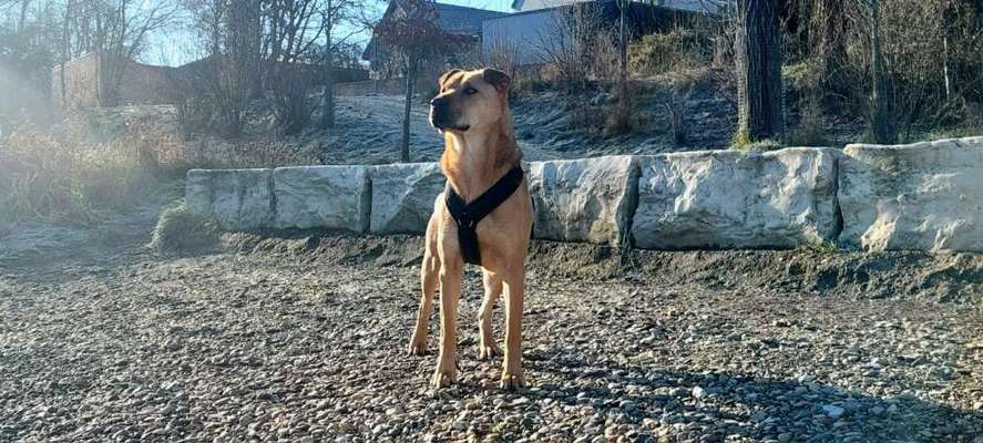 Spitzname(n) Deines Hundes-Beitrag-Bild