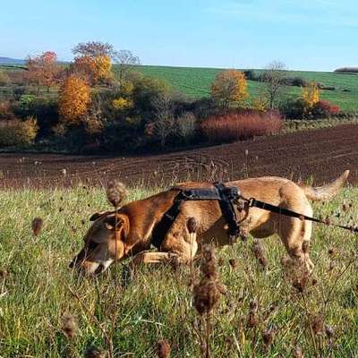 "Wege zur Freundschaft" (Ulli Reichmann)-Beitrag-Bild