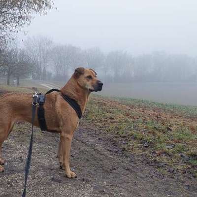 Geschirr anziehen-Beitrag-Bild