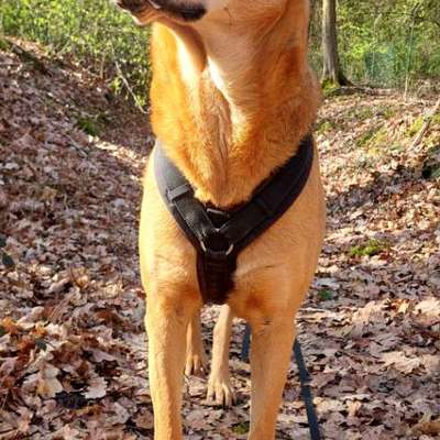 "Wege zur Freundschaft" (Ulli Reichmann)-Beitrag-Bild