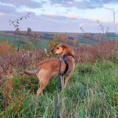 "Wege zur Freundschaft" (Ulli Reichmann)-Beitrag-Bild
