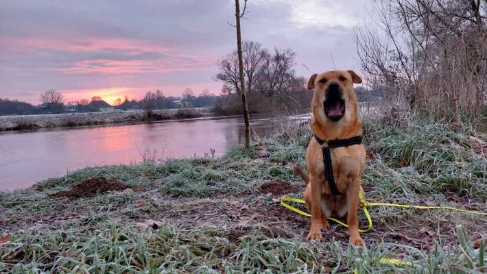 Fotosammlung: ,,Der natürliche Hund" Unbearbeitet, ungestellt und in Natura-Beitrag-Bild