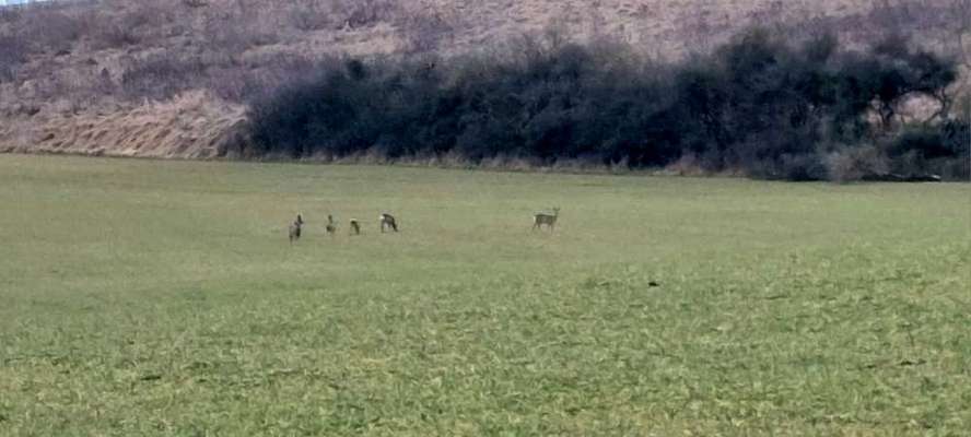 Lucy und das Jagdgeschrei-Beitrag-Bild