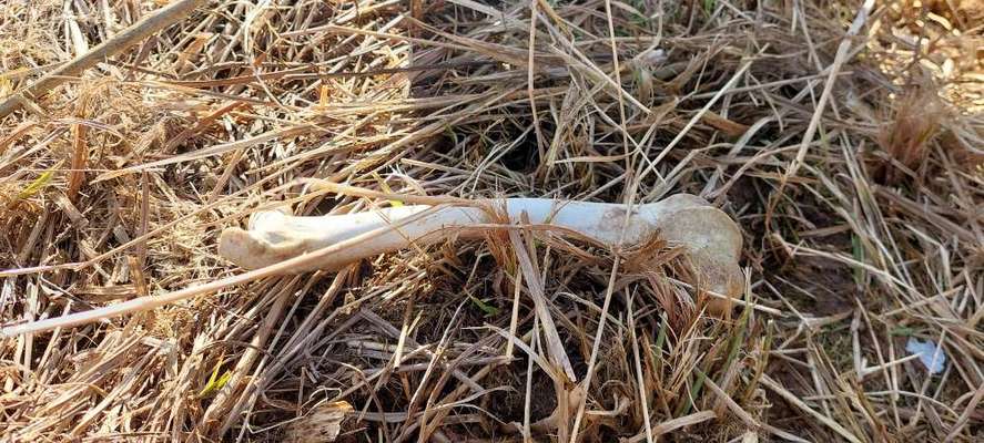 Lucy und das Jagdgeschrei-Beitrag-Bild