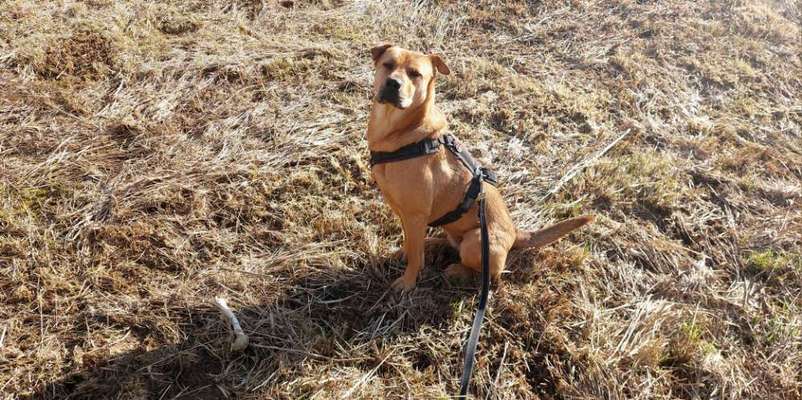 Lucy und das Jagdgeschrei-Beitrag-Bild