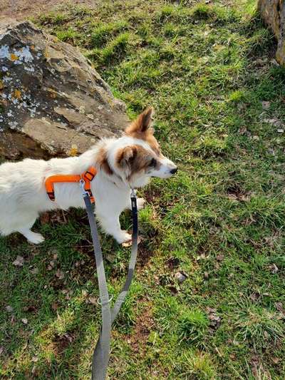 Hunde vom Tierschutzverein 🐕♥️-Beitrag-Bild